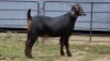 2 X BLACKBERRY CROSS DOE R.TEN DAM (Per animal to take the lot) - 2