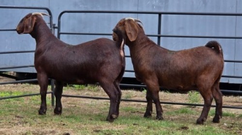 2 X KALAHARI RED DOE R.TEN DAM (Per animal to take the lot)