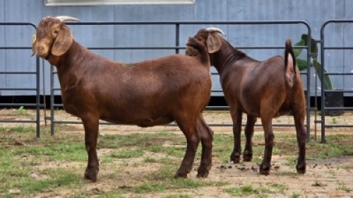 2 X KALAHARI RED DOE R.TEN DAM (Per animal to take the lot)