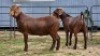 2 X KALAHARI RED DOE R.TEN DAM (Per animal to take the lot)