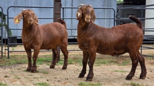 2 X KALAHARI RED DOE R.TEN DAM (Per animal to take the lot)