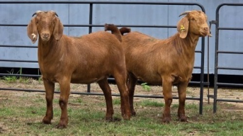 2 X KALAHARI RED DOE R.TEN DAM (Per animal to take the lot)