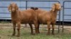 2 X KALAHARI RED DOE R.TEN DAM (Per animal to take the lot)