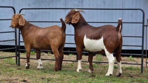 2 X KALAHARI RED DOE R.TEN DAM (Per animal to take the lot)