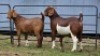 2 X KALAHARI RED DOE R.TEN DAM (Per animal to take the lot)