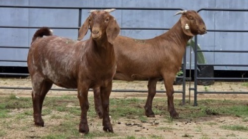 2 X KALAHARI RED DOE R.TEN DAM (Per animal to take the lot)