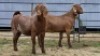 2 X KALAHARI RED DOE R.TEN DAM (Per animal to take the lot)