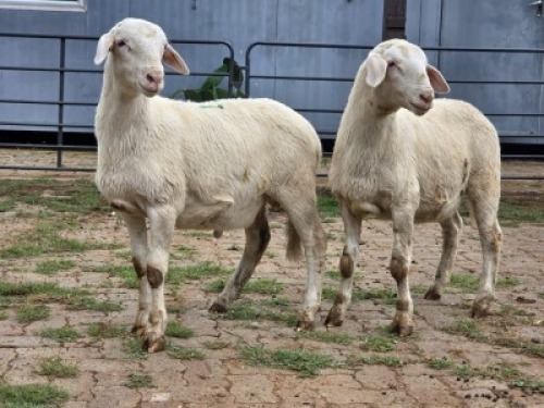 2 X MEATMASTER EWE LIVESTOCK 8084 (Per animal to take the lot)