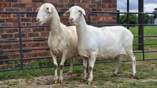 2 X VAN ROOY CROSS DOE LIVESTOCK 8084 (Per animal to take the lot)