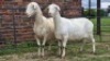 2 X VAN ROOY CROSS DOE LIVESTOCK 8084 (Per animal to take the lot)