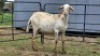 2 X MEATMASTER EWE LIVESTOCK 8084 (Per animal to take the lot)