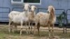 2 X MEATMASTER EWE LIVESTOCK 8084 (Per animal to take the lot)