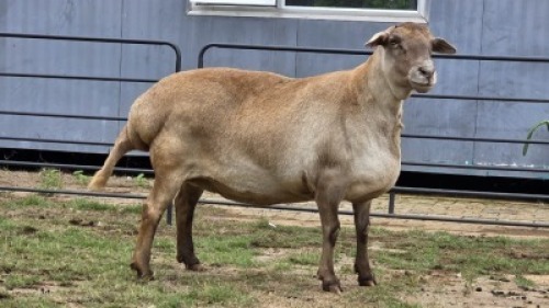 2 X MEATMASTER EWE F. ROOTMAN (Per animal to take the lot)