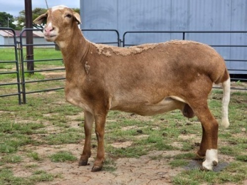 2 X MEATMASTER EWE F. ROOTMAN (Per animal to take the lot)