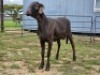 2 X MEATMASTER RAM F. ROOTMAN (Per animal to take the lot)