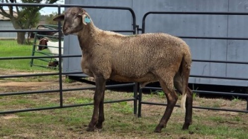 2 X MEATMASTER RAM F. ROOTMAN (Per animal to take the lot)