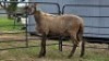 2 X MEATMASTER RAM F. ROOTMAN (Per animal to take the lot)