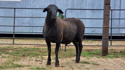 2 X MEATMASTER RAM F. ROOTMAN (Per animal to take the lot)