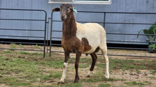 2 X MEATMASTER RAM F. ROOTMAN (Per animal to take the lot)
