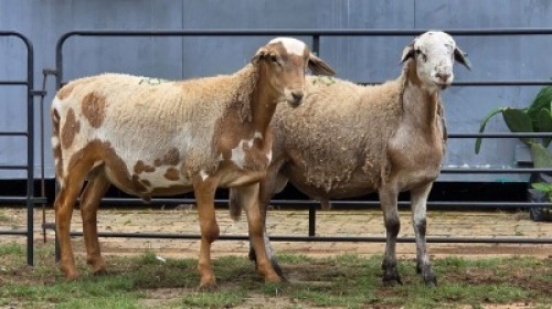 2 X MEATMASTER RAM F. ROOTMAN (Per animal to take the lot)