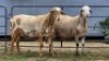 2 X MEATMASTER RAM F. ROOTMAN (Per animal to take the lot)