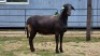 2 X MEATMASTER EWE HYGRO TRAINING COLLEGE (Per animal to take the lot)
