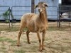 2 X MEATMASTER EWE HYGRO TRAINING COLLEGE (Per animal to take the lot)