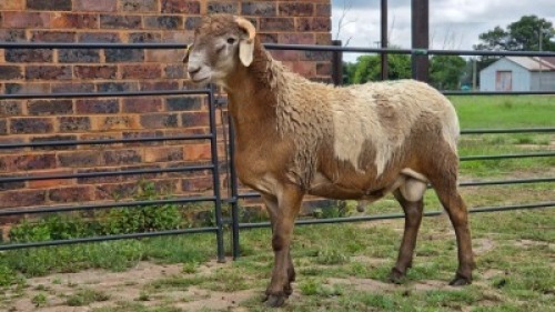 2 X MEATMASTER RAM HYGRO TRAINING COLLEGE (Per animal to take the lot)