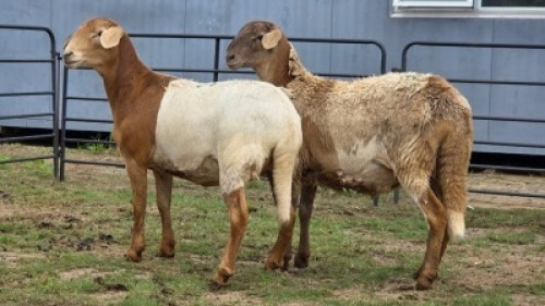 2 X MEATMASTER EWE HYGRO TRAINING COLLEGE (Per animal to take the lot)