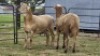 2 X MEATMASTER RAM HYGRO TRAINING COLLEGE (Per animal to take the lot)