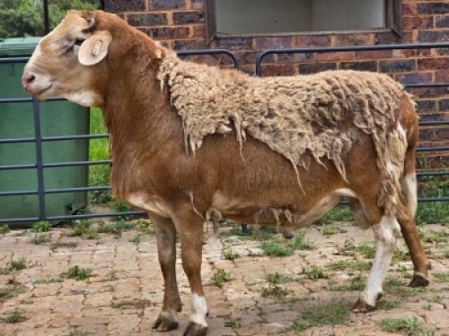 2 X MEATMASTER RAM DIE POORT MEATMASTERS (Per animal to take the lot)