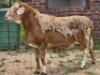2 X MEATMASTER RAM DIE POORT MEATMASTERS (Per animal to take the lot)