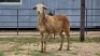 2 X MEATMASTER EWE DIE POORT MEATMASTERS (Per animal to take the lot)