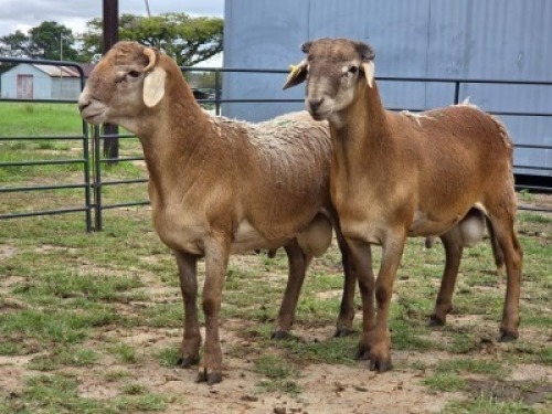 2 X MEATMASTER RAM HYGRO TRAINING COLLEGE (Per animal to take the lot)