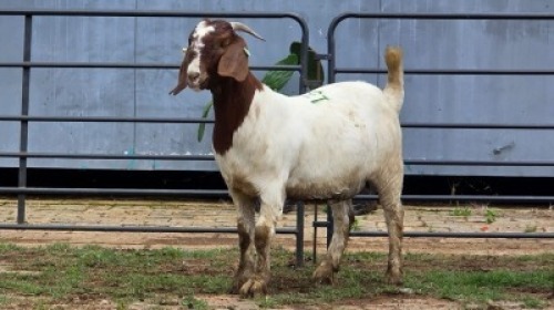 2 X BOER GOAT DOE ZUBAIR GABRU (Per animal to take the lot)