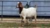 2 X BOER GOAT DOE ZUBAIR GABRU (Per animal to take the lot)