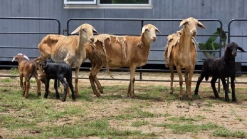 2+3 X MEATMASTER EWE DIE POORT MEATMASTERS (Per animal to take the lot)