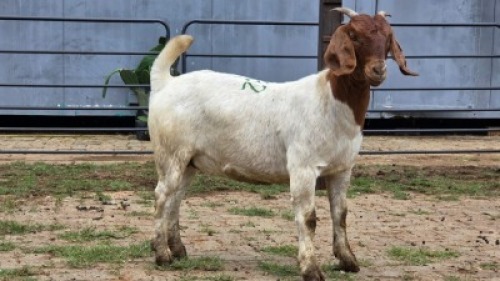 2 X BOER GOAT DOE ZUBAIR GABRU (Per animal to take the lot)
