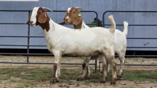 2 X BOER GOAT DOE ZUBAIR GABRU (Per animal to take the lot)