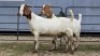 2 X BOER GOAT DOE ZUBAIR GABRU (Per animal to take the lot)