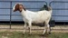 2 X BOER GOAT DOE ZUBAIR GABRU (Per animal to take the lot)