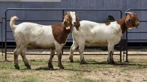 2 X BOER GOAT DOE ZUBAIR GABRU (Per animal to take the lot)