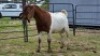2 X BOER GOAT BUCK ZUBAIR GABRU (Per animal to take the lot)