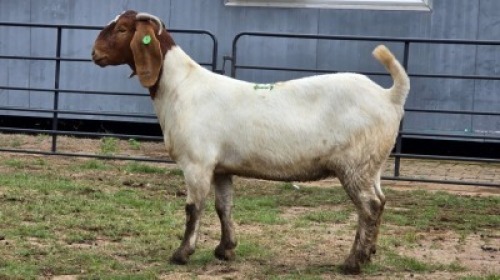 2 X BOER GOAT DOE ZUBAIR GABRU (Per animal to take the lot)