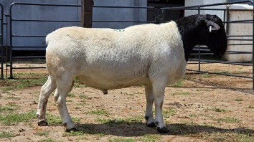 1 X DORPERS RAM G. NEL