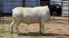 1 X DORPERS RAM G. NEL
