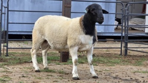 1 X DORPERS RAM G. NEL