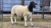 1 X DORPERS RAM G. NEL