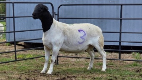 1 X DORPERS RAM G. NEL