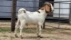 1 X BOER GOAT DOE ERASMUS HOMESTEAD